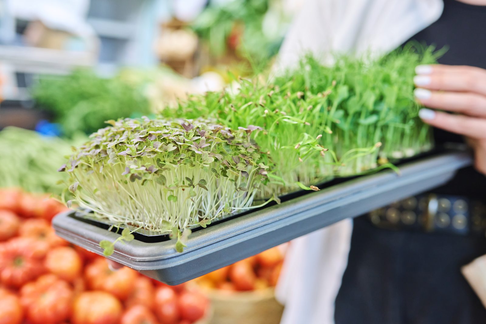 Tray of living microgreens and pea shoots held over a farmers market produce stall