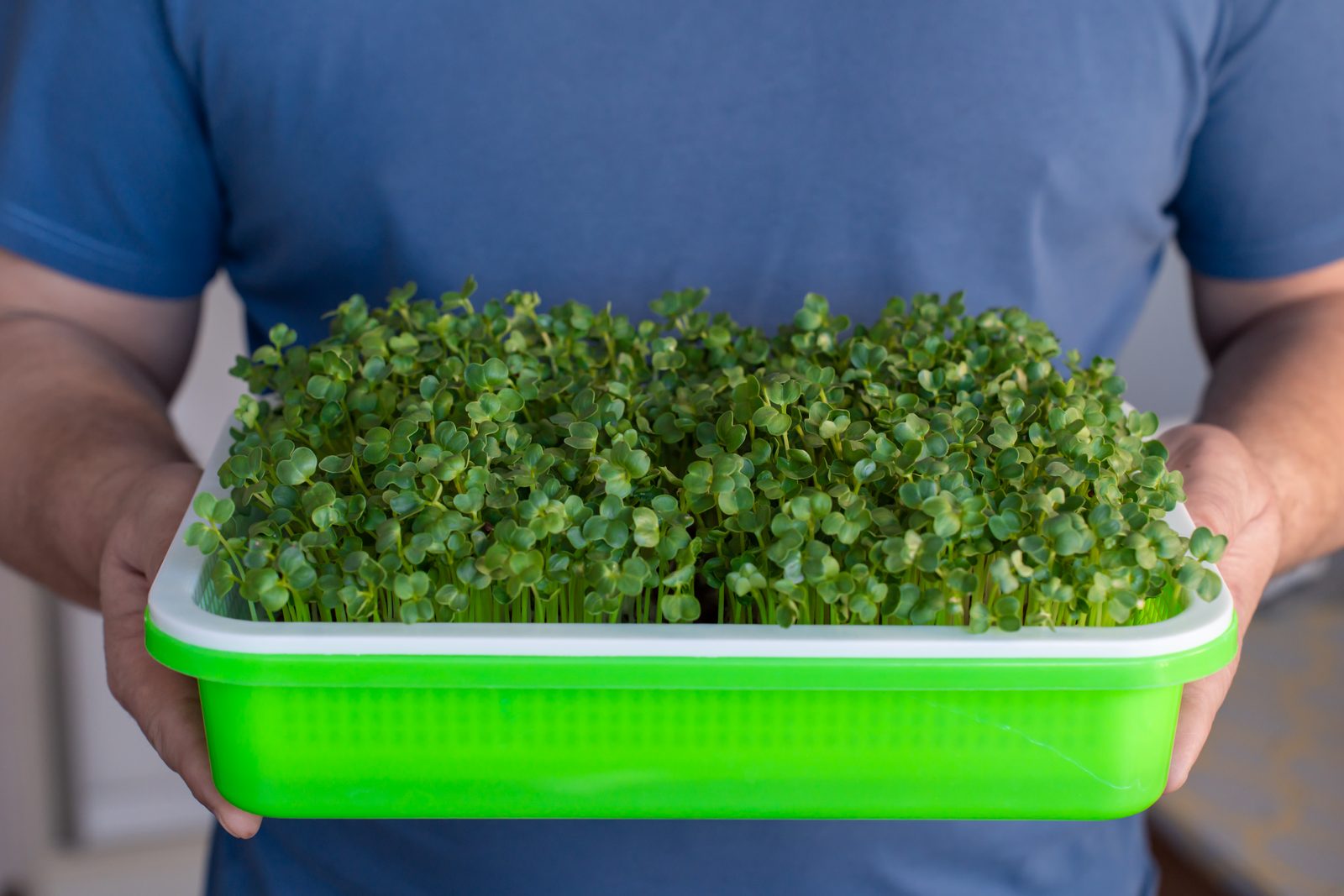 Person in a blue shirt holding a green tray of living microgreens with both hands