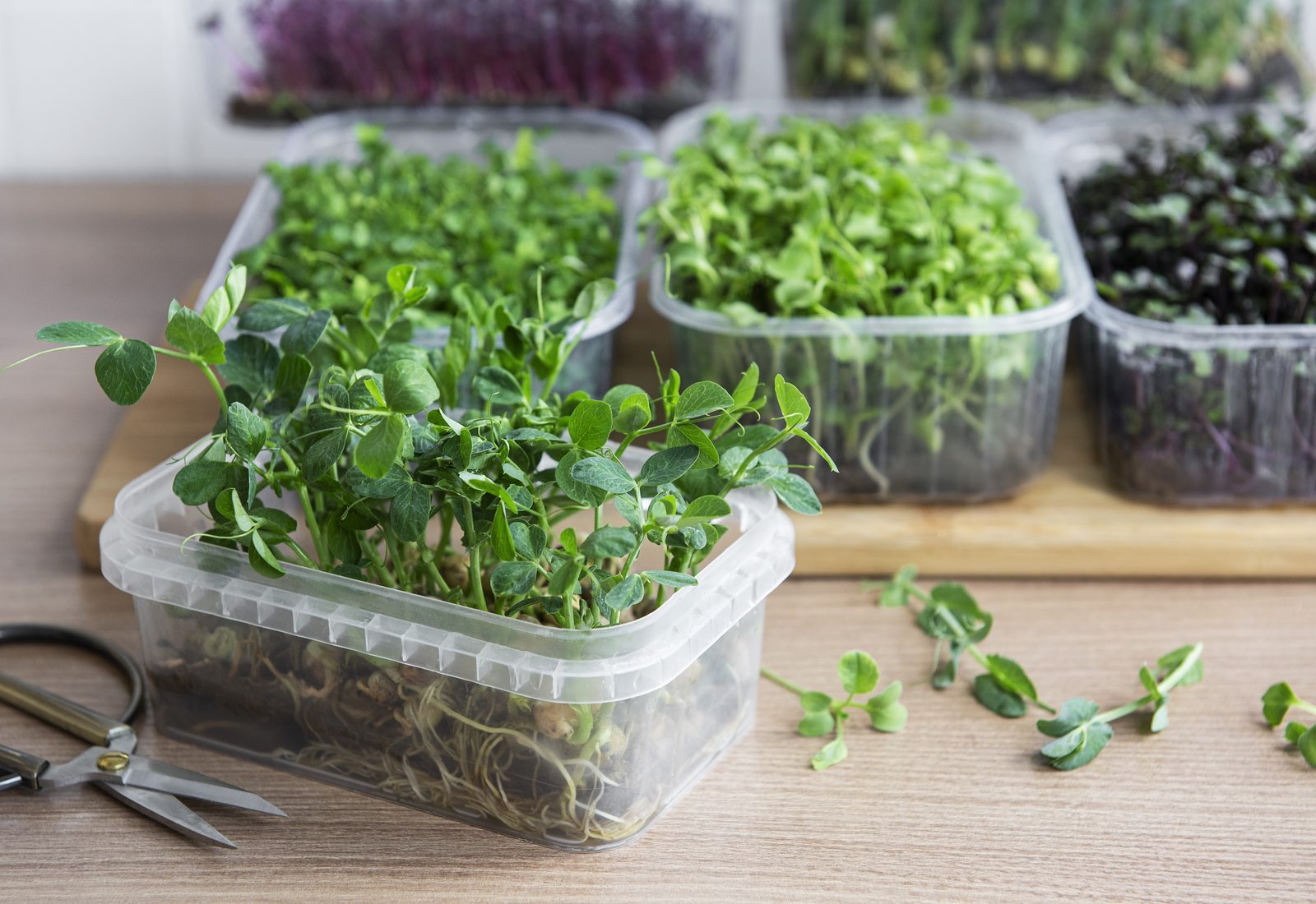 Pea shoots and other microgreens in clear plastic tubs on a wooden board, with scissors nearby